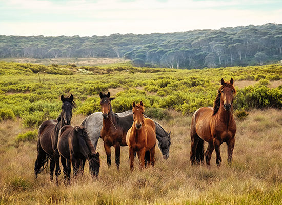 Horses